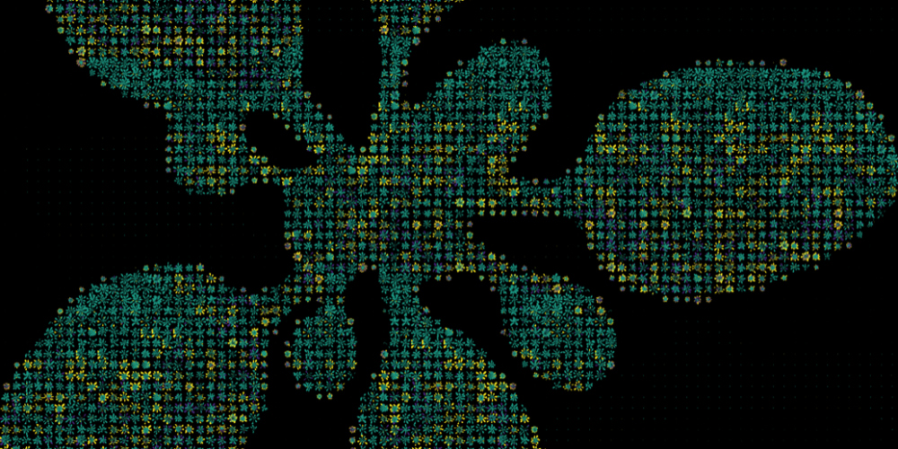 Arabidopsis Patrick Huether C Becker