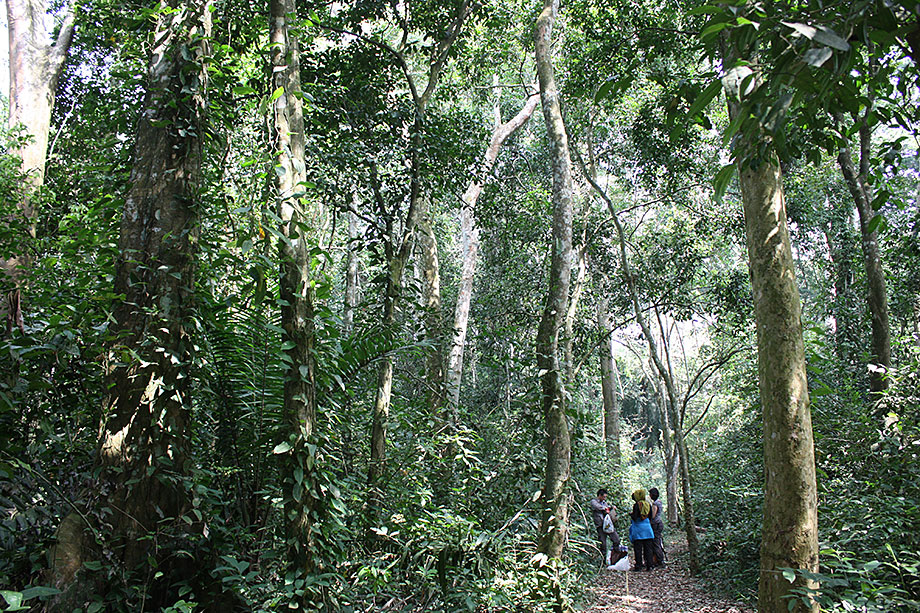 Semliki Nationalpark Uganda